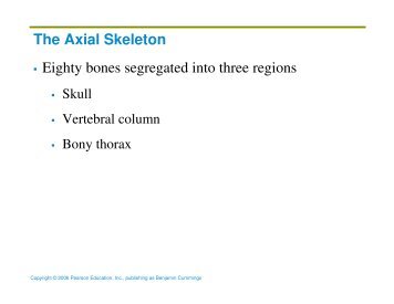 The Axial Skeleton Eighty bones segregated into three regions
