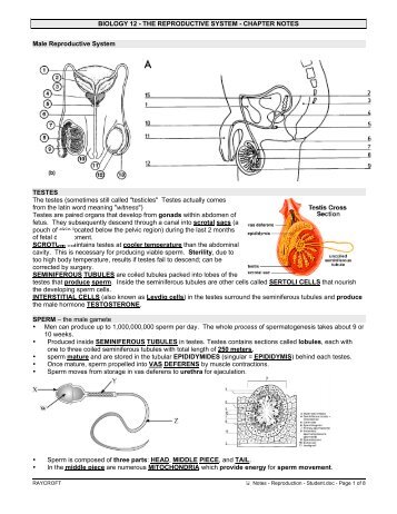 Notes - Reproduction