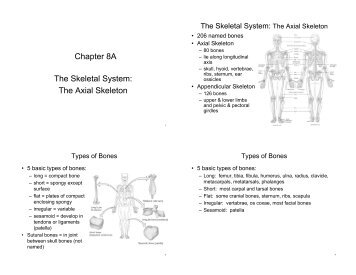 Chapter 8A The Skeletal System: The Axial Skeleton