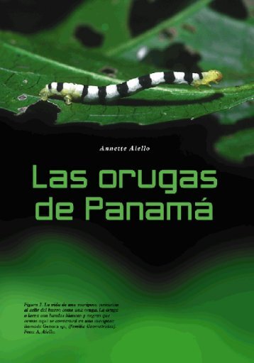 Las orugas de Panama