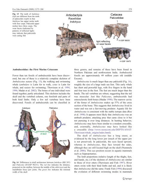 From Land to Water: the Origin of Whales, Dolphins, and Porpoises