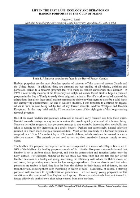 Muc Mhara Ireland's Smallest Whale - Marine Institute Open Access ...