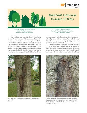 Bacterial Wetwood Disease of Trees Extension - UT Extension