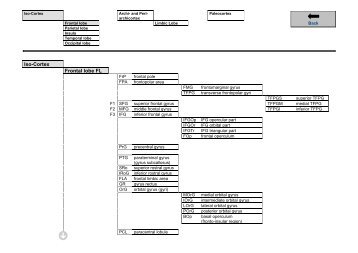 Tree: Cortex - TheHumanBrain.net