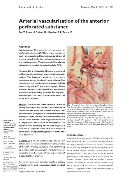 Arterial vascularisation of the anterior perforated ... - APAMED Central