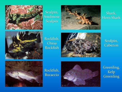 REEF-Selected Fish Species (Southern California)