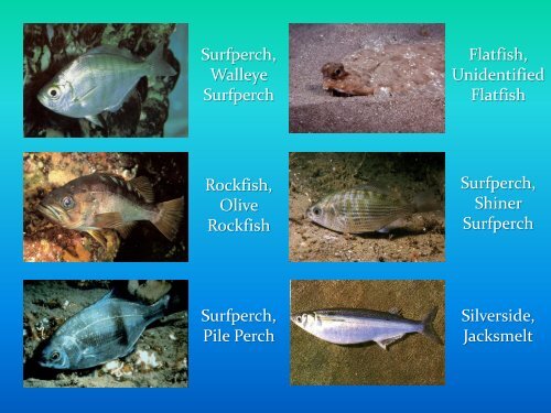 REEF-Selected Fish Species (Southern California)