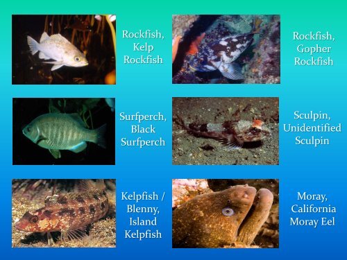 REEF-Selected Fish Species (Southern California)