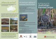 Painted Snipe Identification Brochure - Birds Australia
