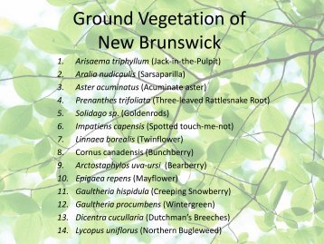 Ground Vegetation of New Brunswick