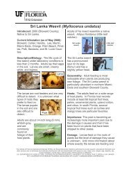 Sri Lanka weevil - Tropical Research and Education Center ...