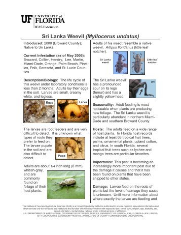 Sri Lanka weevil - Tropical Research and Education Center ...