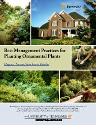 Best Management Practices for Planting Ornamental Plants