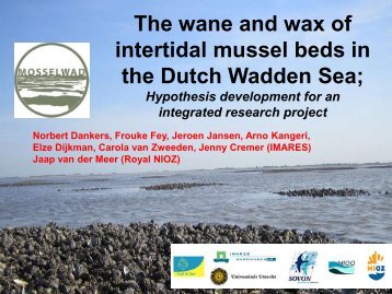 The wane and wax of intertidal mussel beds in the Dutch Wadden Sea;