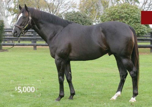 Linwood Park thoroughbred stud Cambridge New Zealand owner