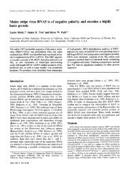 Maize stripe virus RNA5 is of negative polarity and encodes a highly ...