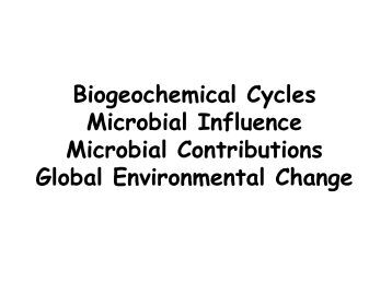 Carbon cycle essay Buy Essay Online The Nutrient Cycle