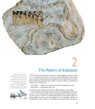 Chapter 2 The Pattern of Evolution - Educators