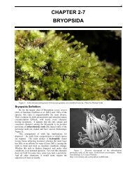 MTU.edu: Chapter 2-7 Bryopsida