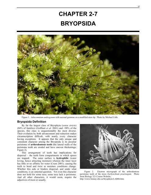 MTU.edu: Chapter 2-7 Bryopsida