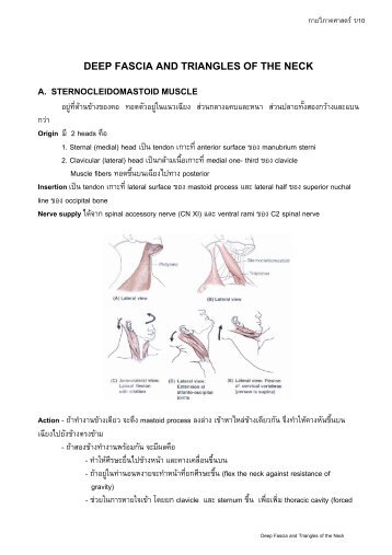 deep fascia and triangles of the neck a. sternocleidomastoid muscle