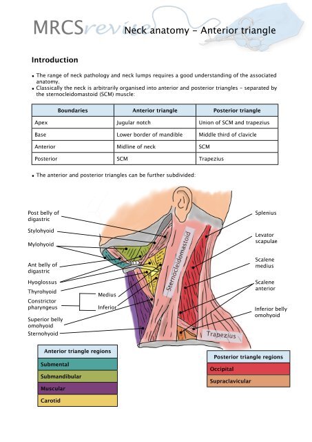 Neck anatomy - Anterior triangle - MRCS