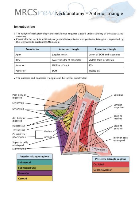 Muscles Of The Floor Of The Posterior Triangle Of The Neck - Carpet