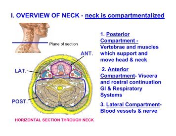 Horizontal Section Through Neck