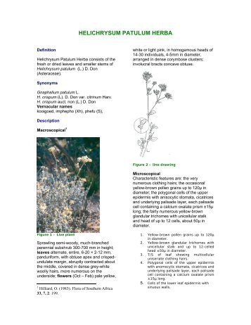 HELICHRYSUM PATULUM HERBA - PlantZAfrica