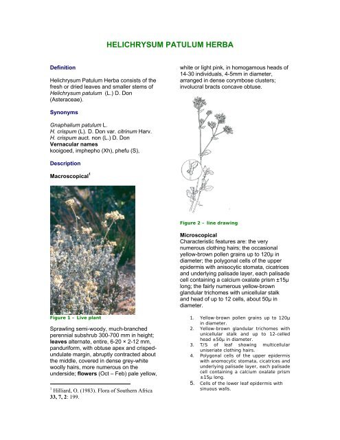 HELICHRYSUM PATULUM HERBA - PlantZAfrica