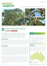 Mexican Bean Tree (Cecropia peltata) - Technigro