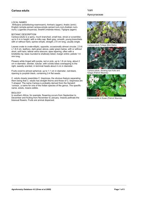 Carissa edulis Apocynaceae Vahl - World Agroforestry Centre