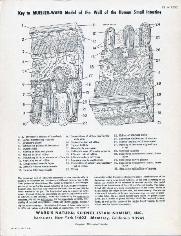 Key to MUEllER-WARD Model of the Wall of the Human Small ...