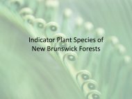 Indicator Plants of New Brunswick