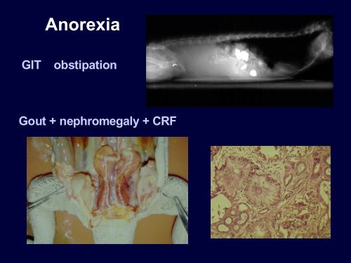 Metabolic diseases - Faculty of Veterinary Medicine