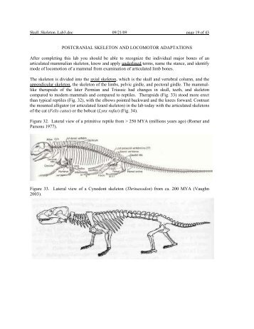 POSTCRANIAL SKELETON AND LOCOMOTOR ADAPTATIONS ...