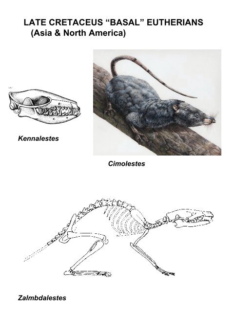 Classification of Recent Mammals to ordinal level - Biology Courses ...