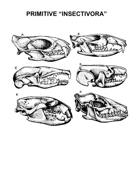 Classification of Recent Mammals to ordinal level - Biology Courses ...