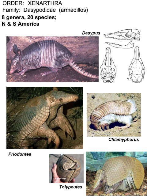 Classification of Recent Mammals to ordinal level - Biology Courses ...