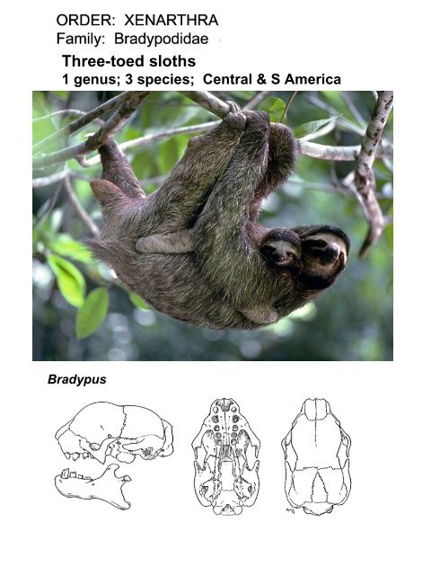 Classification of Recent Mammals to ordinal level - Biology Courses ...