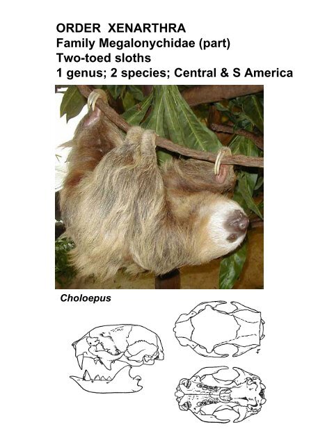 Classification of Recent Mammals to ordinal level - Biology Courses ...