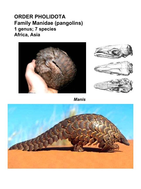 Classification of Recent Mammals to ordinal level - Biology Courses ...