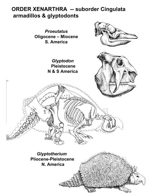Classification of Recent Mammals to ordinal level - Biology Courses ...