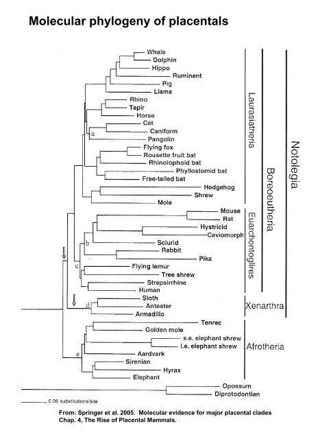 Classification of Recent Mammals to ordinal level - Biology Courses ...