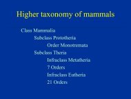Higher taxonomy of mammals