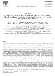 Cellular distribution of the calcium-binding proteins parvalbumin ...