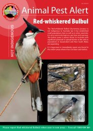 Red-whiskered Bulbul - Department of Agriculture and Food