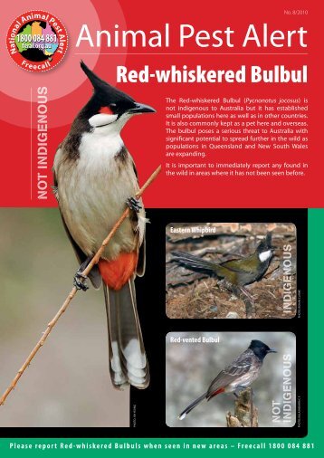 Red-whiskered Bulbul - Department of Agriculture and Food