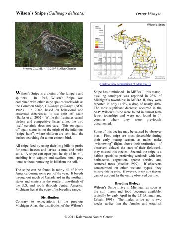 Wilson's Snipe (Gallinago delicata) - Michigan Bird Atlas > Home