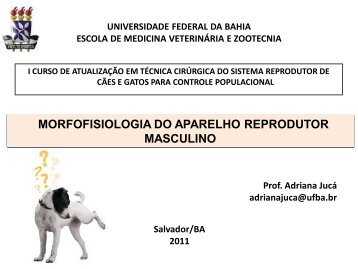 morfofisiologia do aparelho reprodutor masculino - Cirurgia ...